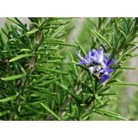 Rozmarín lekársky - Rosmarinus officinalis - na kmienku  KM20