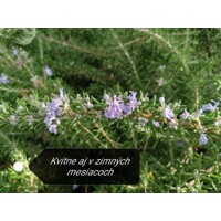 Rozmarín lekársky - Rosmarinus officinalis - na kmienku  KM20