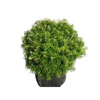 Jedľa kórejská - Abies koreana Co3L 30/40