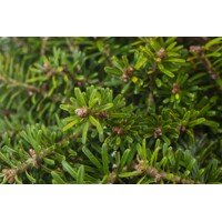 Jedľa kórejská - Abies koreana Co3L 30/40