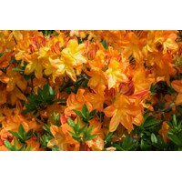 Azalka japonská - Azalea japonica  'Melina'  Co2.5L 20/30