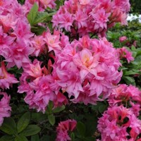 Azalka japonská - Azalea japonica  'Melina'  Co2.5L 20/30