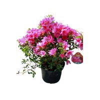 Azalka japonská - Azalea japonica  'Melina'  Co2.5L 20/30