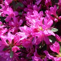 Azalka japonská - Azalea japonica  'Melina'  Co2.5L 20/30