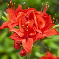 Azalka veľkokvetá - Azalea mollis ´Persil´ 30/40