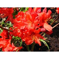 Azalka veľkokvetá - Azalea mollis ´Persil´ 30/40