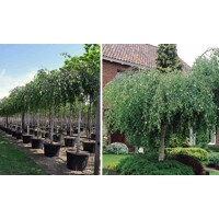 Breza previsnutá - Betula pendula ´Youngii´ Co18L 3/4 kmeň