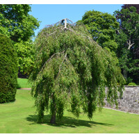 Breza previsnutá - Betula pendula ´Youngii´ Co18L 3/4 kmeň