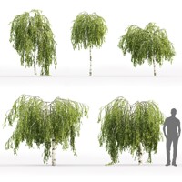Breza previsnutá - Betula pendula ´Youngii´ Co18L 3/4 kmeň