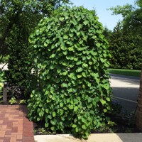 Judášovec kanadský - Cercis canadensis ´Forest Pansy´ Co20L KM150  175/200