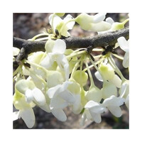 Judášovec kanadský - Cercis canadensis ´Forest Pansy´ Co20L KM150  175/200