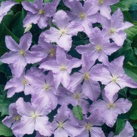 Plamienok - Clematis 'Blekitny Aniol Blue'  Co2L 60/80