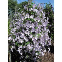 Plamienok - Clematis 'Blekitny Aniol Blue'  Co2L 60/80