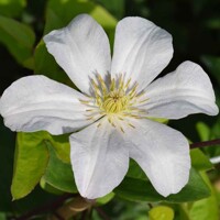 Plamienok - Clematis 'Blekitny Aniol Blue'  Co2L 60/80