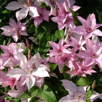 Plamienok - Clematis 'Blekitny Aniol Blue'  Co2L 60/80