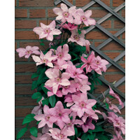 Plamienok - Clematis 'Blekitny Aniol Blue'  Co2L 60/80