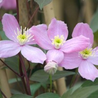 Plamienok - Clematis montana 'Tetrarose' Co2L 60/80