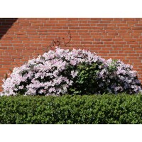 Plamienok - Clematis montana 'Tetrarose' Co2L 60/80