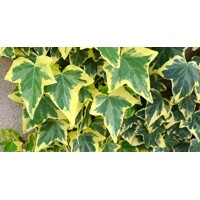 Brečtan popínavý - Hedera helix ´Goldchild´ Co9 15/20