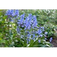Hyacinthoides hispanica ´Bluebells´ Co2L