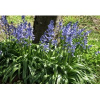 Hyacinthoides hispanica ´Bluebells´ Co2L