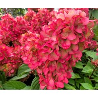 Hortenzia metlinatá - Hydrangea paniculata 'Pinky Winky'  Co2L 30/40