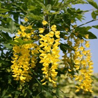 Štedrec hybridný - Laburnum ´Watereri Vossii´ Co18L  80/100