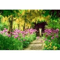Štedrec hybridný - Laburnum ´Watereri Vossii´ Co18L  80/100