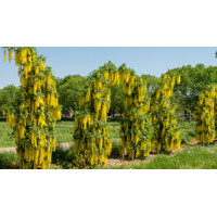 Štedrec hybridný - Laburnum ´Watereri Vossii´ Co18L  80/100