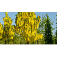 Štedrec hybridný - Laburnum ´Watereri Vossii´ Co18L  80/100