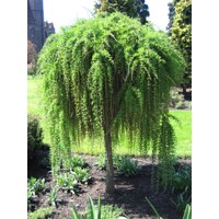 Smrekovec japonský - Larix kaempferi ´Stiff Weeper´ Co7L KM90
