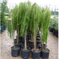 Smrekovec japonský - Larix kaempferi ´Stiff Weeper´ Co7L KM90