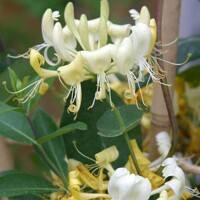 Zemolez periclymenum  -  Lonicera Periclymenum ‘Serotina’ Co2L 60/80