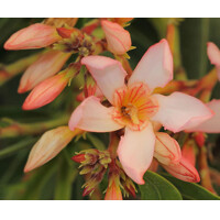 Oleander obyčajný  - Nerium oleander White Co3L 40/60