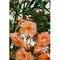 Oleander obyčajný  - Nerium oleander White Co3L 40/60