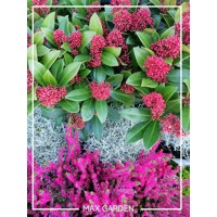 Skimia japonská' Rubella ' - Skimmia japonica ' Rubella' Co2L 20/25