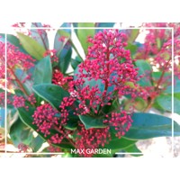 Skimia japonská' Rubella ' - Skimmia japonica ' Rubella' Co2L 20/25