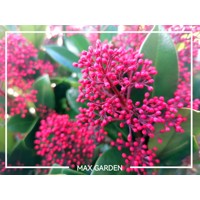 Skimia japonská' Rubella ' - Skimmia japonica ' Rubella' Co2L 20/25