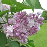 Orgován obyčajný - Syringa vulgaris 'Mme Lemoine'  Co12L km1/2