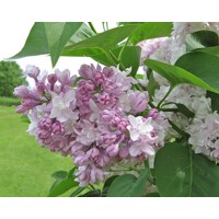 Orgován obyčajný - Syringa vulgaris 'Mme Lemoine'  Co12L km1/2