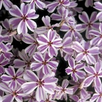 Flox šidlolistý - Phlox subulata 'Candy Stripes'