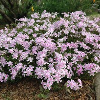 Flox šidlolistý - Phlox subulata 'Candy Stripes'