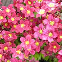 Saxifraga x arendsii 'Highlander Red'