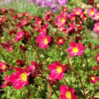 Saxifraga x arendsii 'Highlander Red'