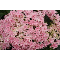 Hortenzia kalinolistá - Hydrangea macrophylla ´Masja´ Co3L 25/30