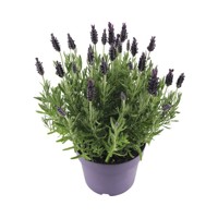 Levanduľa  - Lavandula Stoechas ´Anouk´  P17