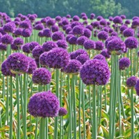 Okrasný Cesnak Obrovský  - Allium ´Ambasador´ Co5L