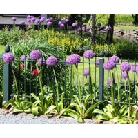Okrasný Cesnak Obrovský  - Allium ´Ambasador´ Co5L