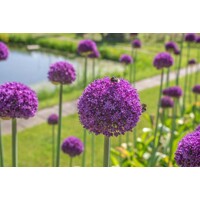 Okrasný Cesnak Obrovský  - Allium ´Ambasador´ Co5L