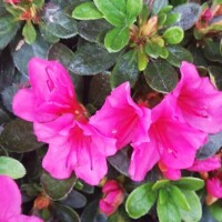 Azalka japonská - Azalea japonica  'Melina'  Co2.5L 20/30